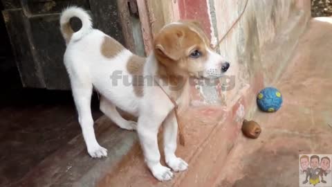 A cute dog