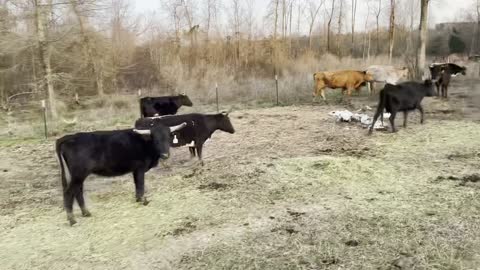 corriente pair/bred.