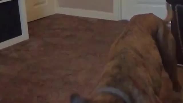 Collab copyright protection - boxer cant catch tennis ball