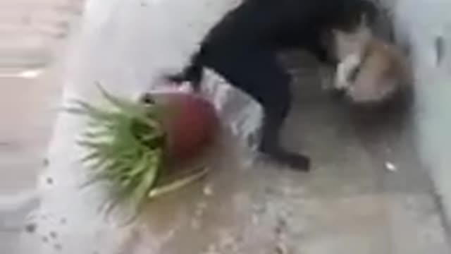 Pitbull dog fight