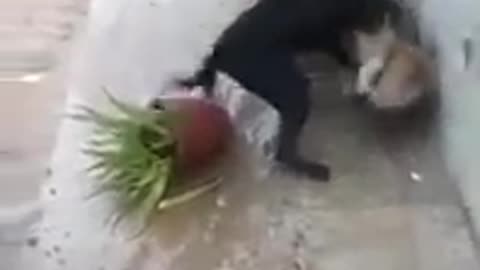 Pitbull dog fight