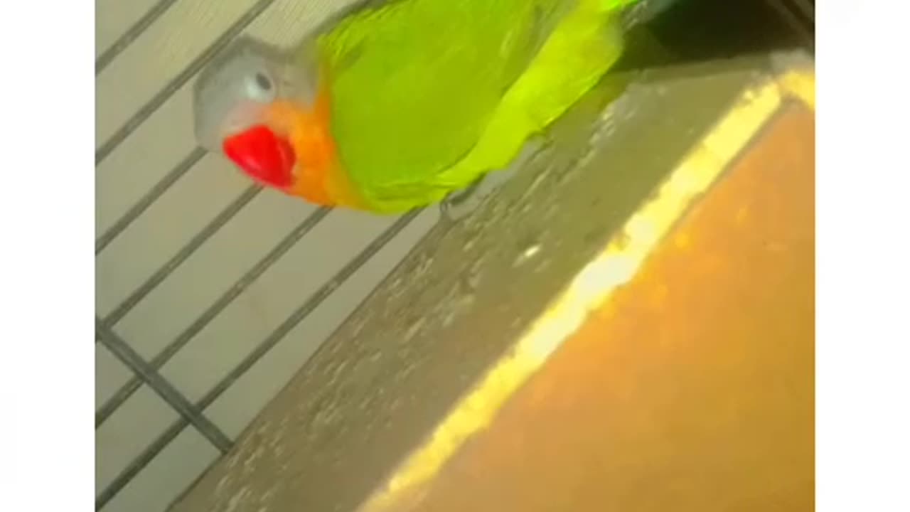 All parrots have curved beaks