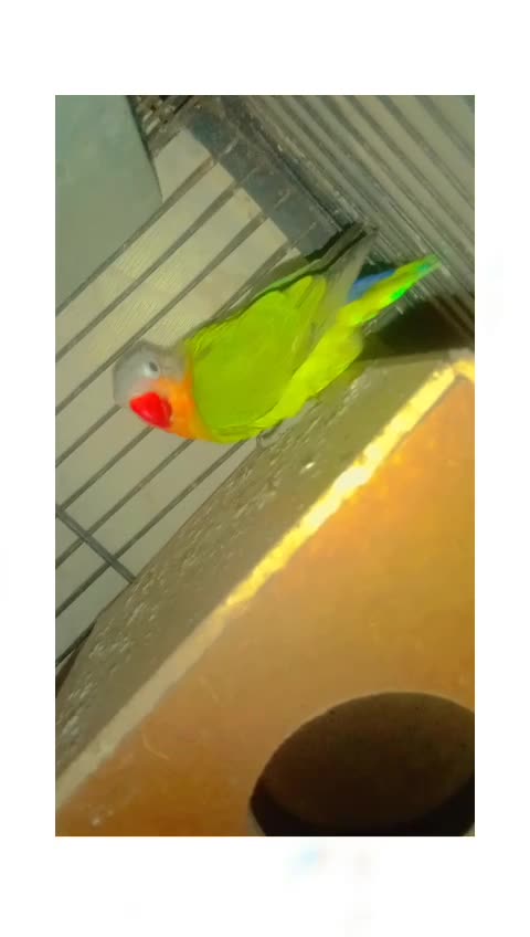 All parrots have curved beaks