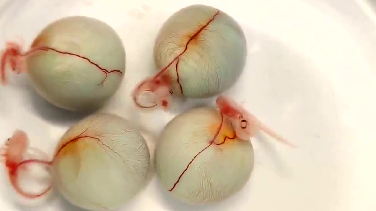 Shark embryos! Aren't they beautiful?