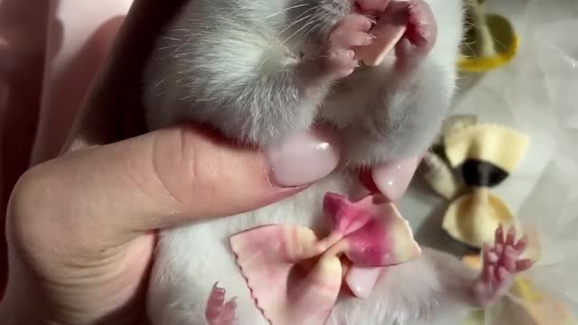 CUTE HAMSTER EATING FOOD