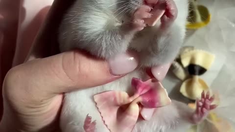 CUTE HAMSTER EATING FOOD