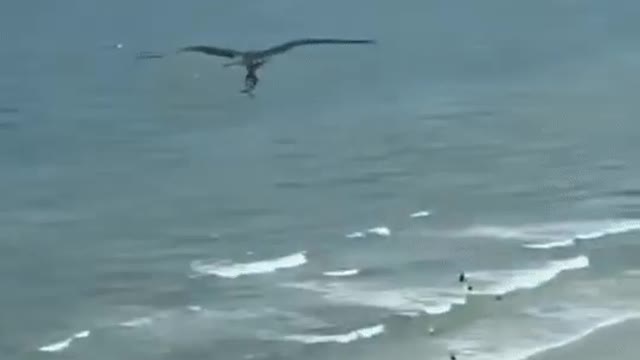 Eagle shows the beauty of the beach to the shark:Орёл показывает акуле красоты пляжа