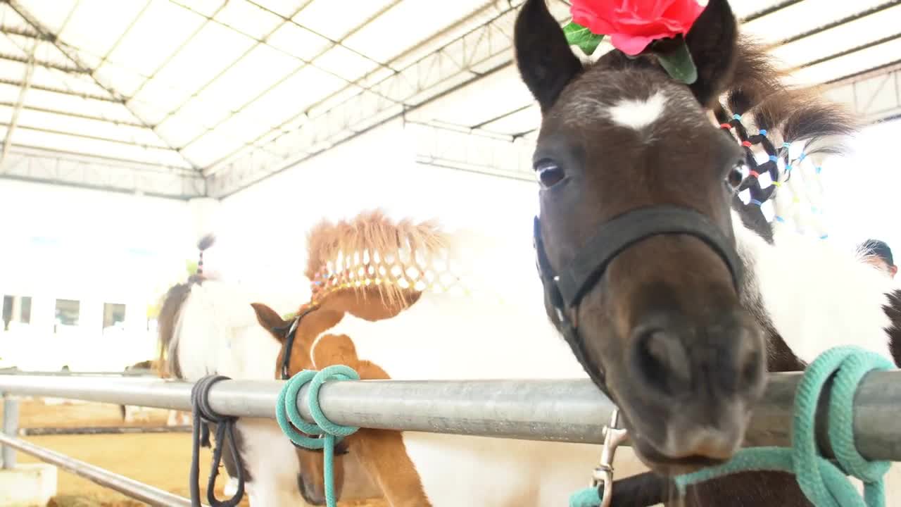 Fancy Dwarf horse in the zoo