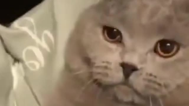 Super FUNNY Cute CAT