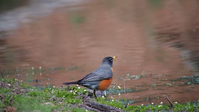 Tiny wild bird searching for food in nature