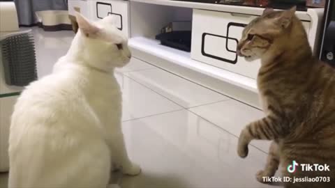 Funniest Cats Compilation - SO CUTE!