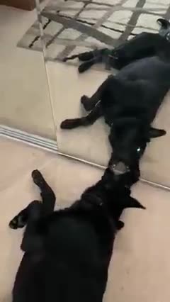 Black retriever dog fights his mirror reflection!funny