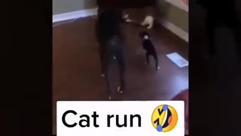 Funny Cat 4