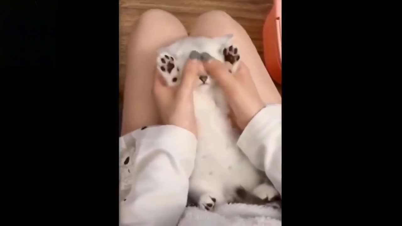 Baby Cats Cute and Funny Baby Cat Videos Compilation 😍😍