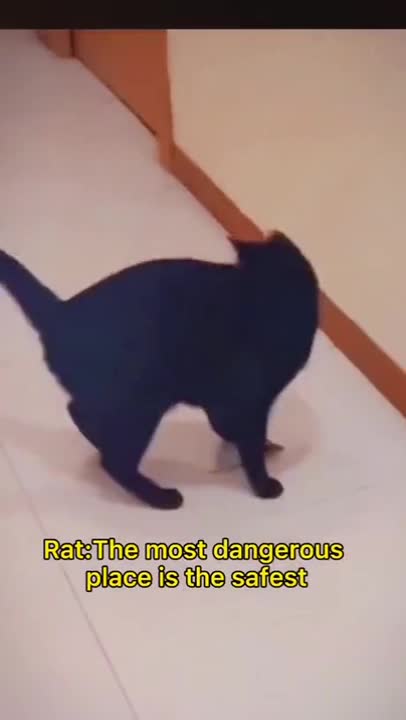 Standard dark soul Strategy | Funny cat