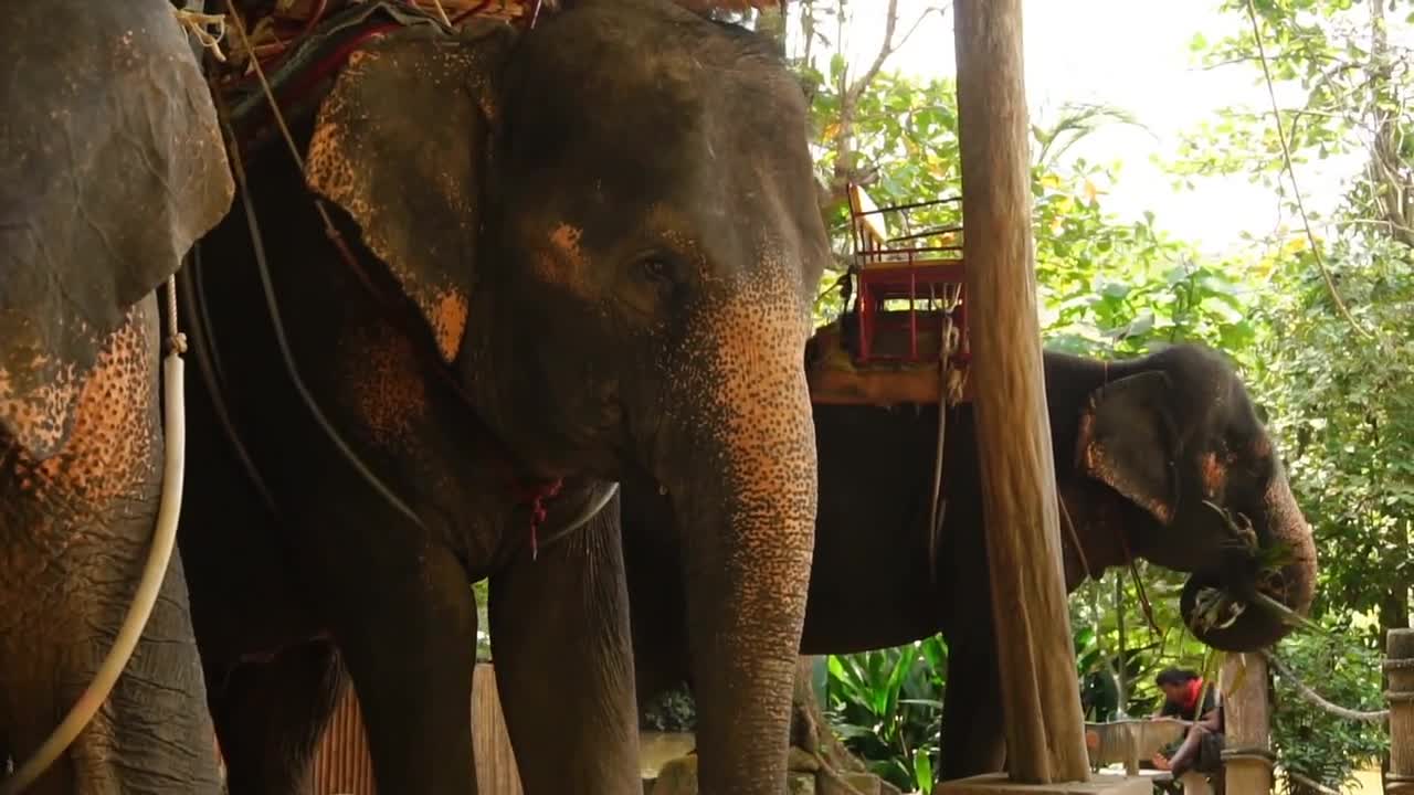 Slow motion three elephants eating greenery in shadow, children come to farm for excursion