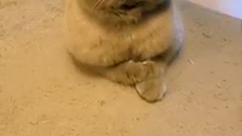 Cat video