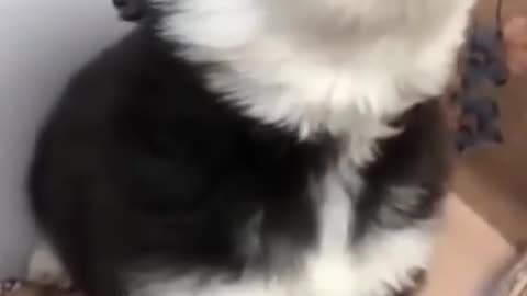 baby husky howling cute #shorts#cat #cute #kitten #pets #meow #videos #shorts #dog