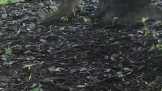 Squirrel Fight