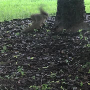 Squirrel Fight