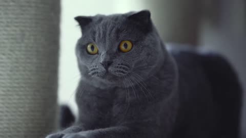 Cutest Cat In The Whole World 🖤 Crazy Animals