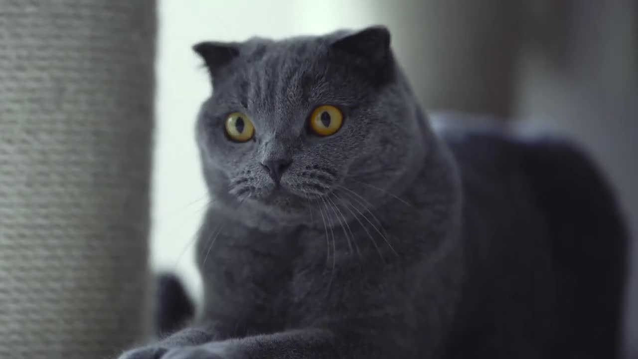 Cutest Cat In The Whole World 🖤 Crazy Animals