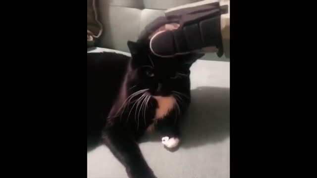 halo+cat=best combo