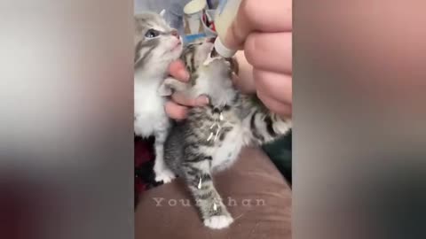 20 minutes of adorable cats and kittens videos to keep you smiling