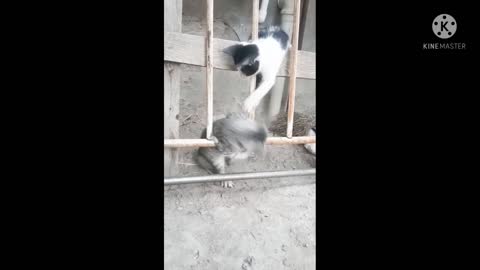 Funny kittens