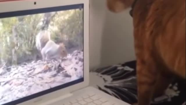 Pet Funny Clip PartPJNC