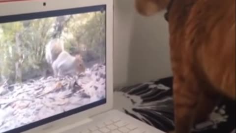 Pet Funny Clip PartPJNC