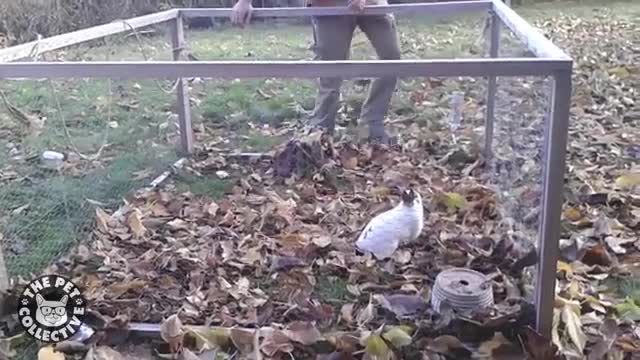 See how this bunnies can make you laugh!!!This is soooo funny!