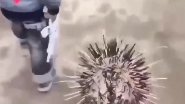 Funny animals video