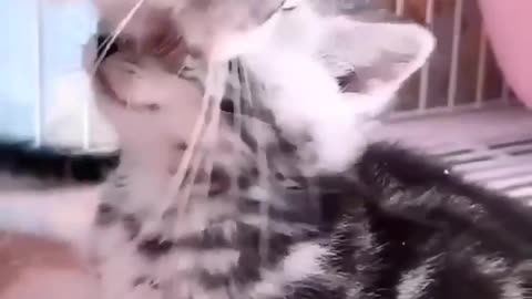 OMG 😱 cute cat 😱😘😘