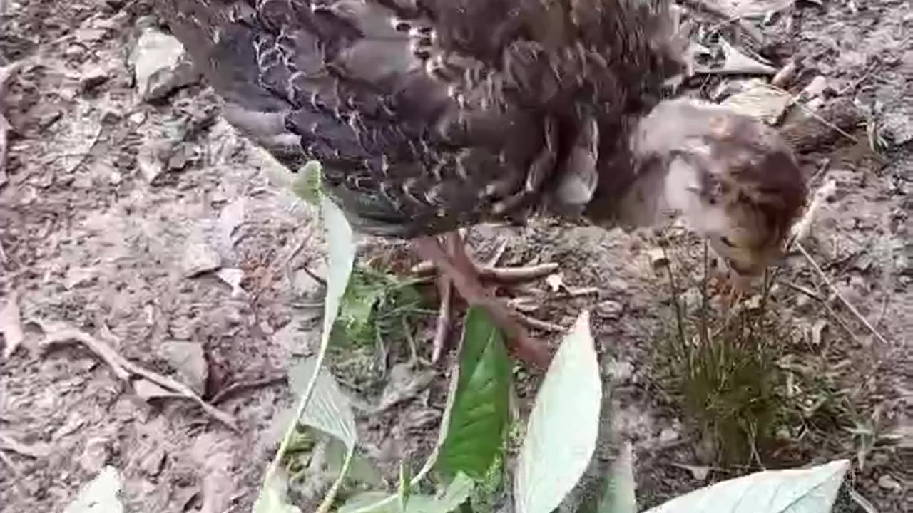 Friendly Turkey