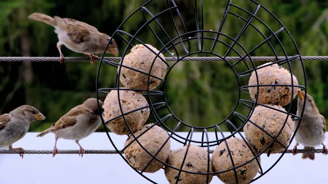 Wonderful birds and cute