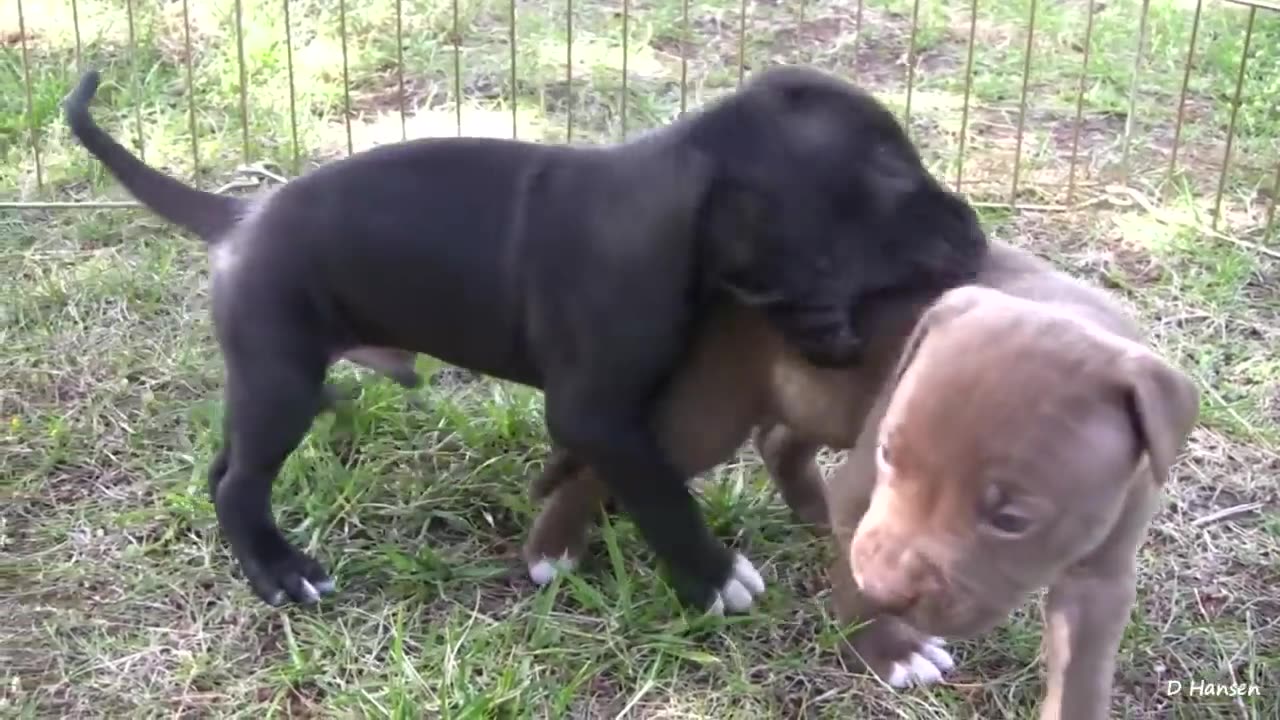 Pit Bull Growls and Snaps at Her Puppies! (in HD)