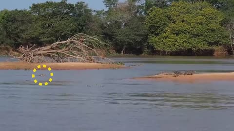 When Big Cats Face the Crocodile