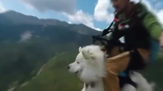 A dog parachuting from an airplane