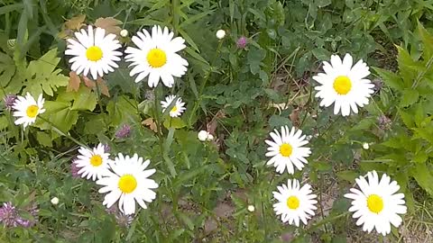 Daisies