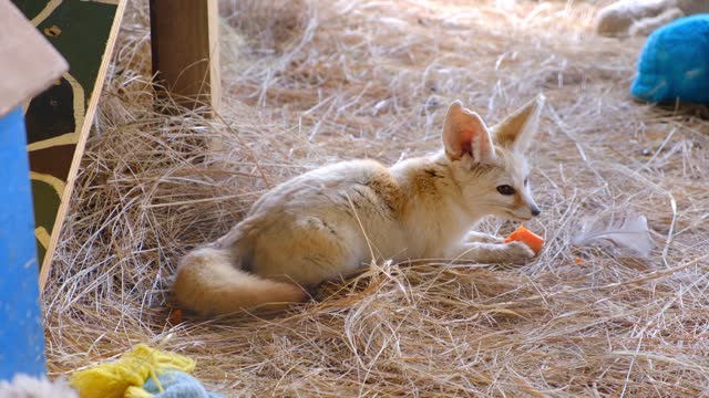 Fox eating PUMPKIN in the Barn (slow motion)