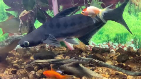 Read on to learn about the top 6 health benefits of keeping a fish tank at home.