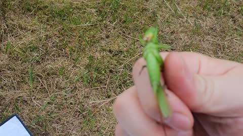 a grasshopper