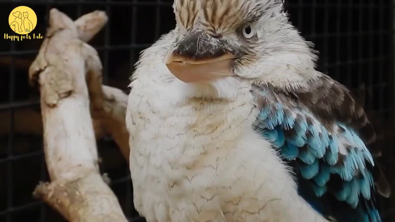 Funny Birds Video Compilation - Try not to laugh.