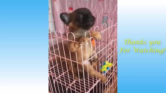 Funny & cute cat video (pets best friend version)
