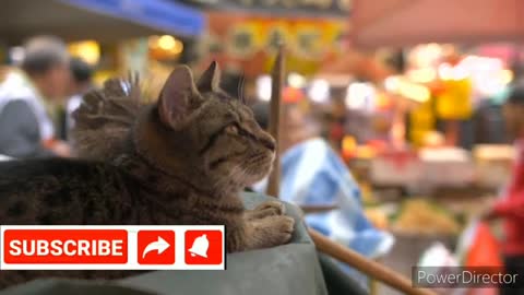 #Baby Cats - Cute and Funny Cat Videos Compilation #2 | #Aww Animals