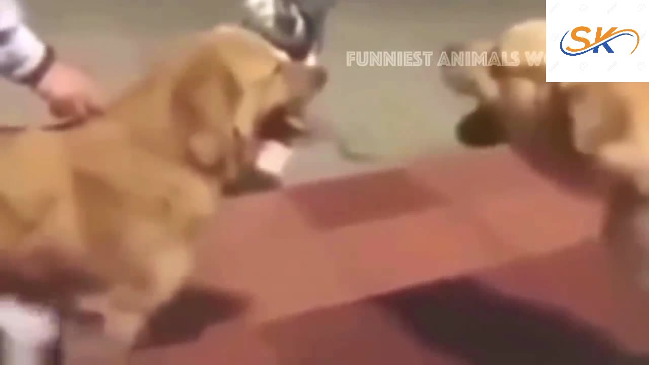 New Funny Animals Dogs Videos