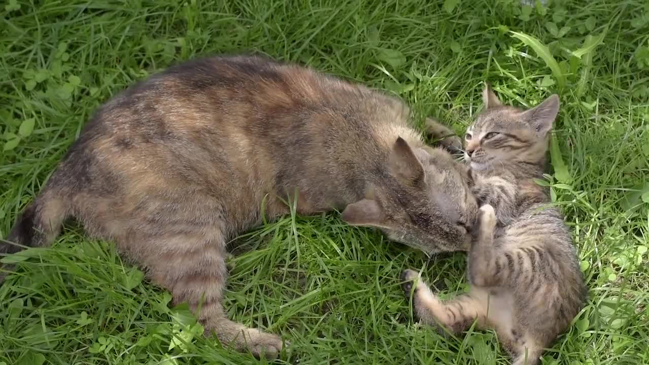 belleza y ternura