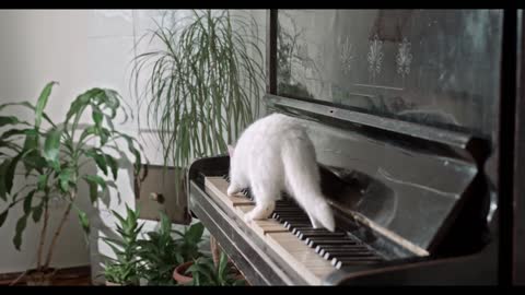 Kitten playing piano | Music | Relaxation