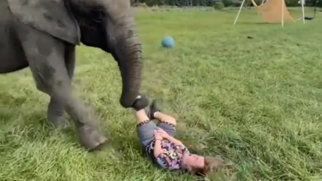 Elephant vs boy